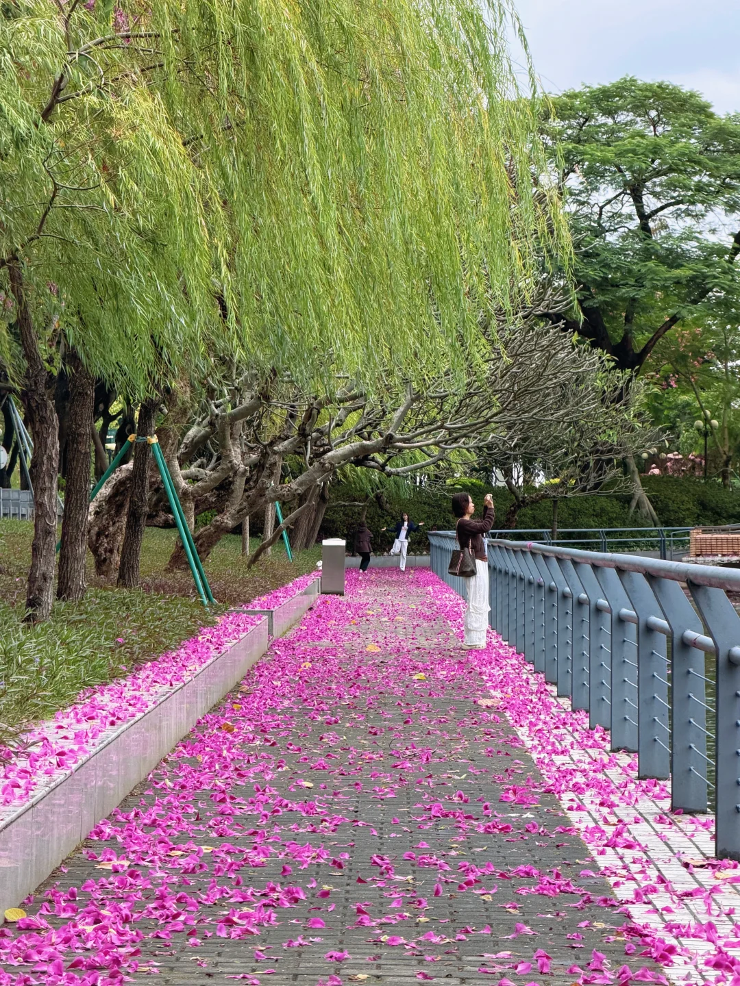 广州Live🌸落红不是无情物…此刻具象化了！！