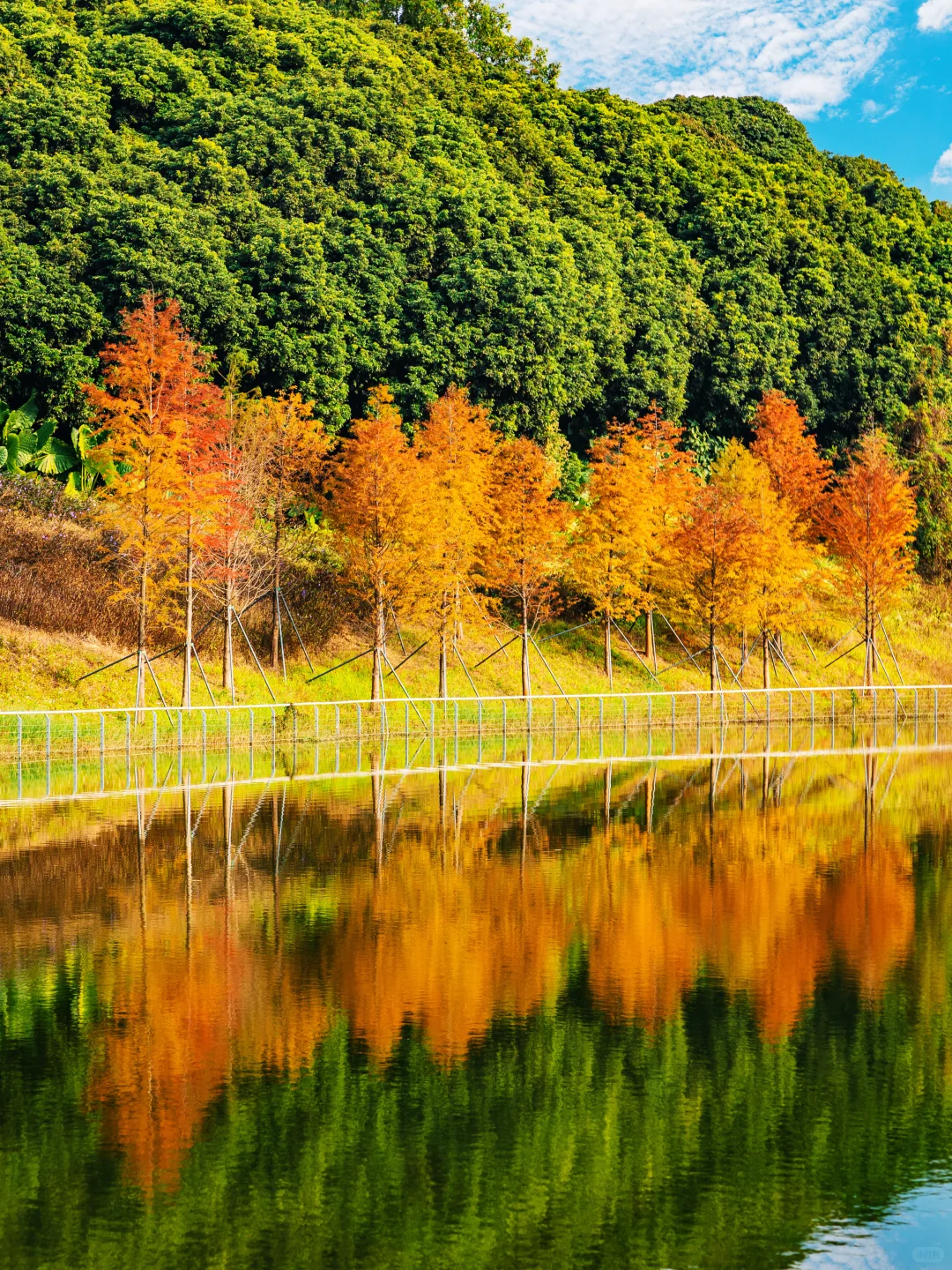 谁敢信❗️ 这是在深圳的秋日油画风秘境