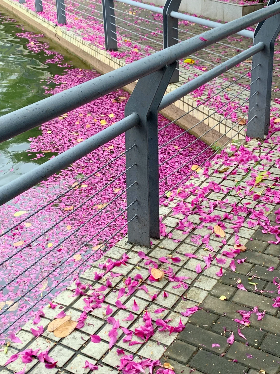 广州Live🌸落红不是无情物…此刻具象化了！！