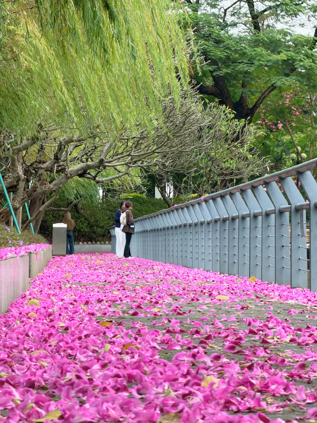 广州Live🌸落红不是无情物…此刻具象化了！！