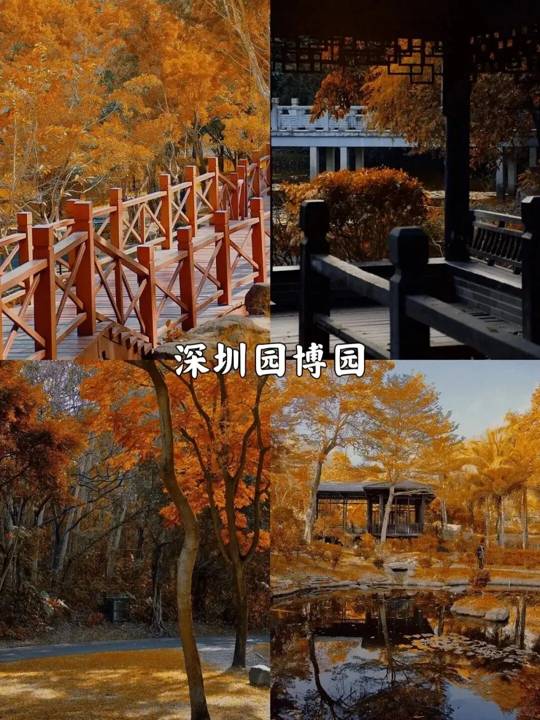 深圳看落羽杉，8处宝藏地，千万别跑错地方了