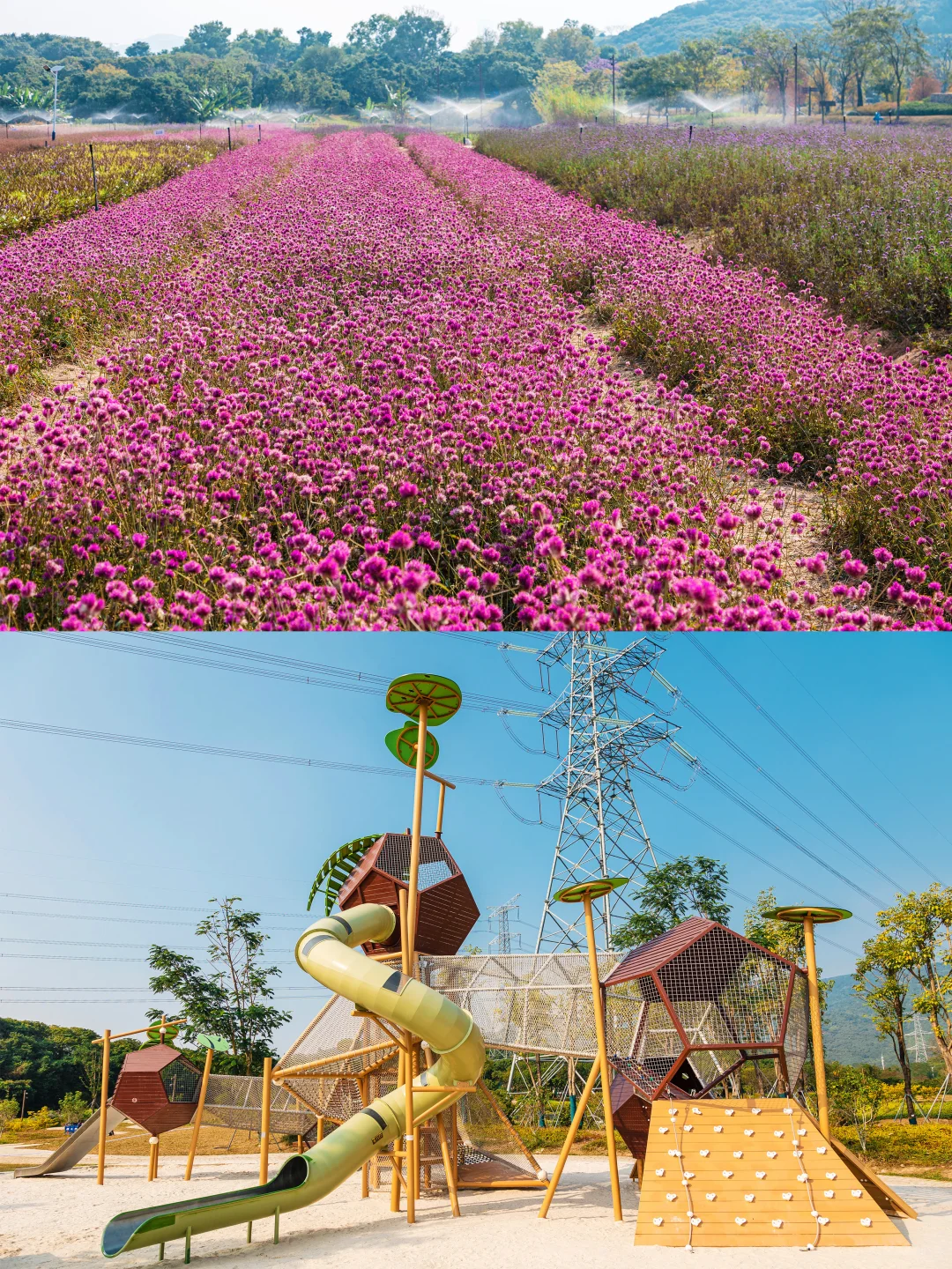谁敢信❗️ 这是在深圳的秋日油画风秘境