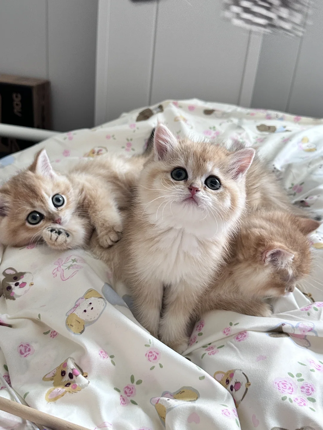 个人原因 养不了了｜深圳自提