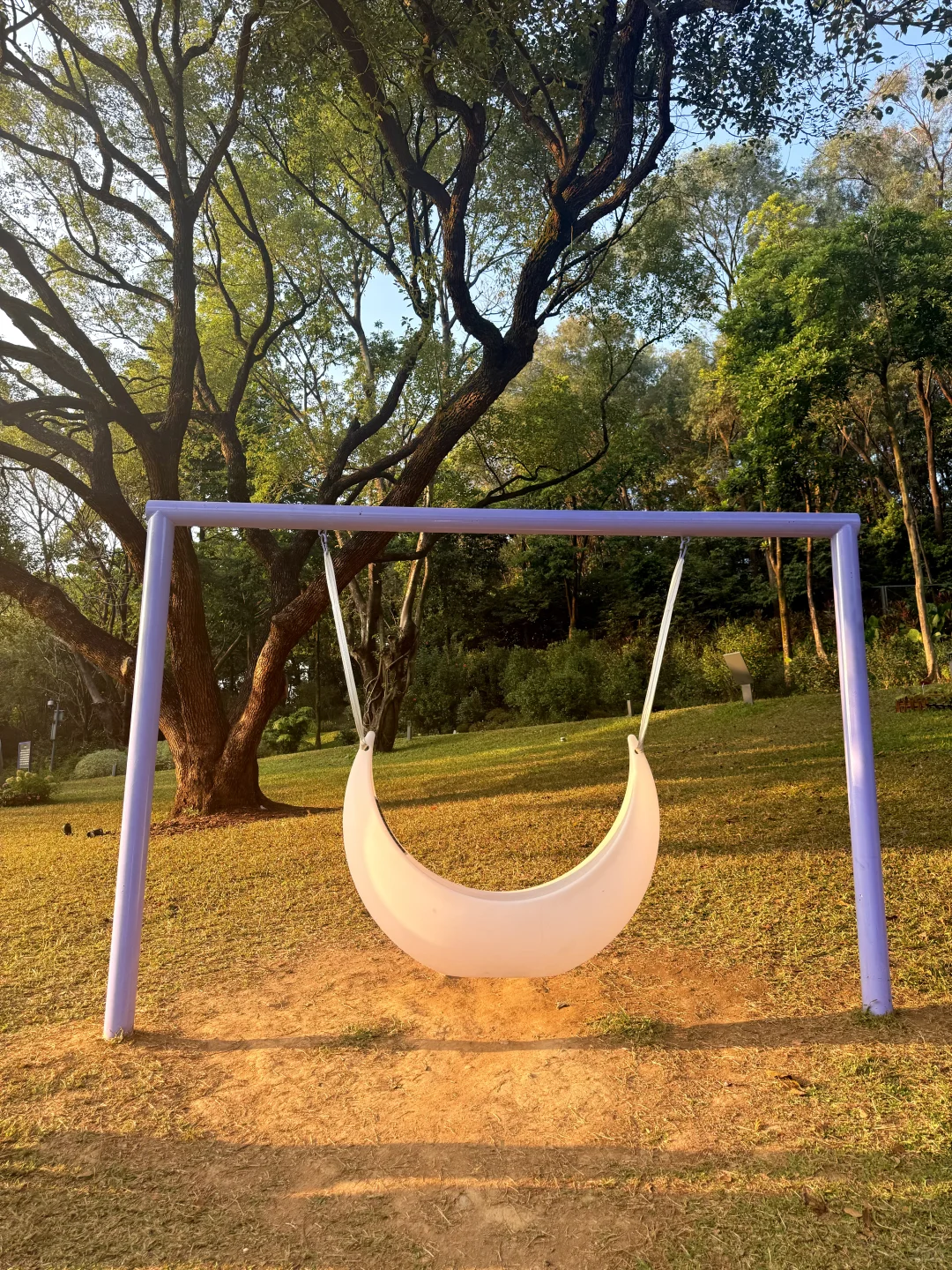 12.8live实况 广州落羽杉红啦🍁0元打卡攻略