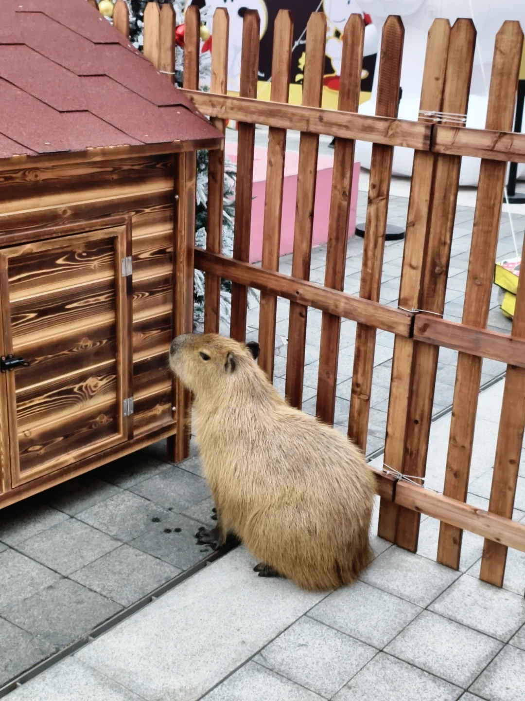 📢来啦来啦❗广州圣诞🎄免费看❄️撸宠