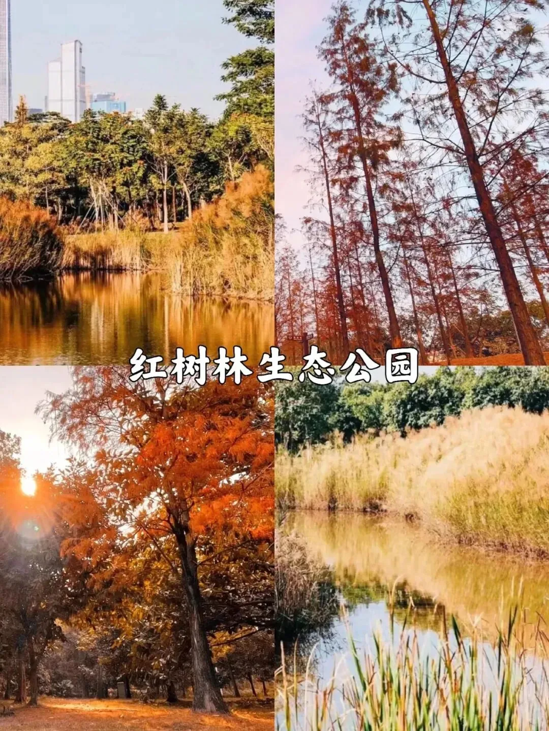 深圳看落羽杉，8处宝藏地，千万别跑错地方了