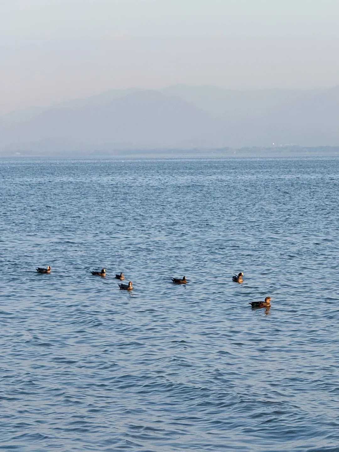 山海连城深圳湾