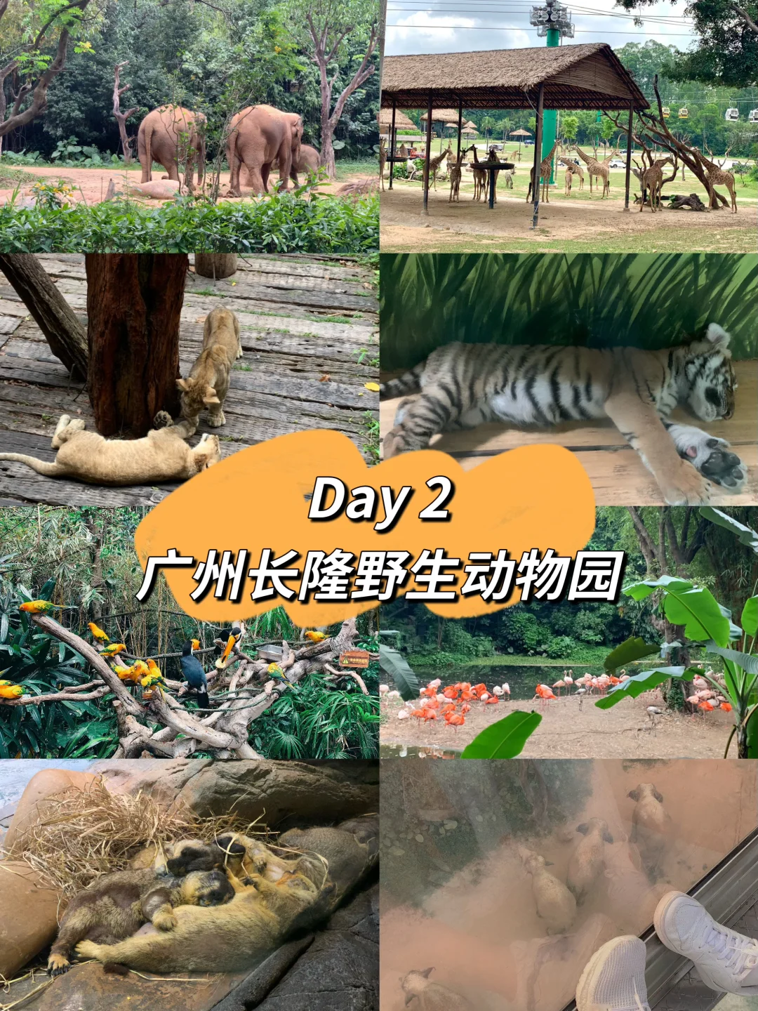 广州➕深圳 6天5晚不早起超强攻略❗️码住❗️