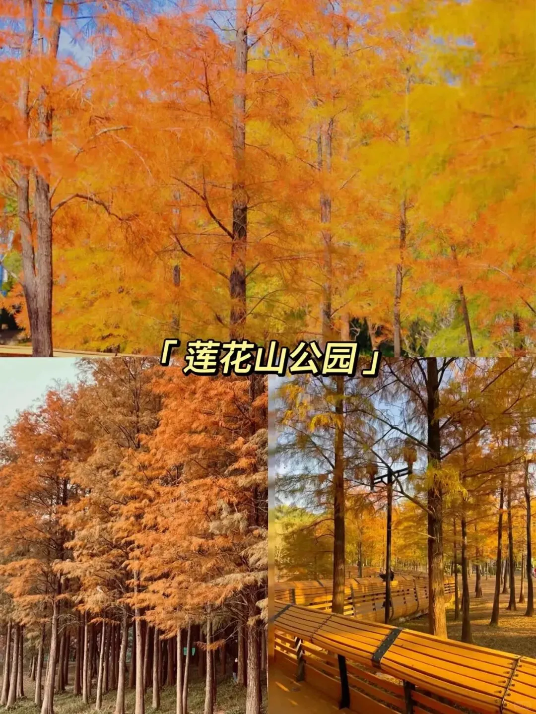 深圳看落羽杉，8处宝藏地，千万别跑错地方了