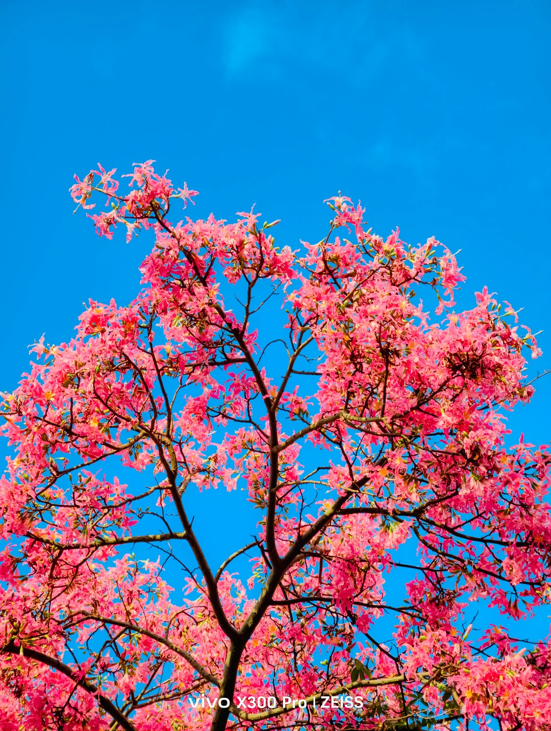 这不是春天，是12月的广州啊！附机位