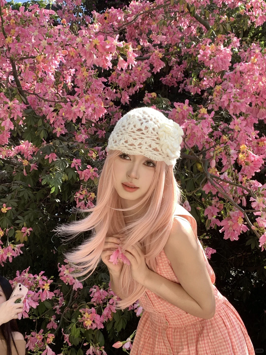 📷live｜广州异木棉🌸