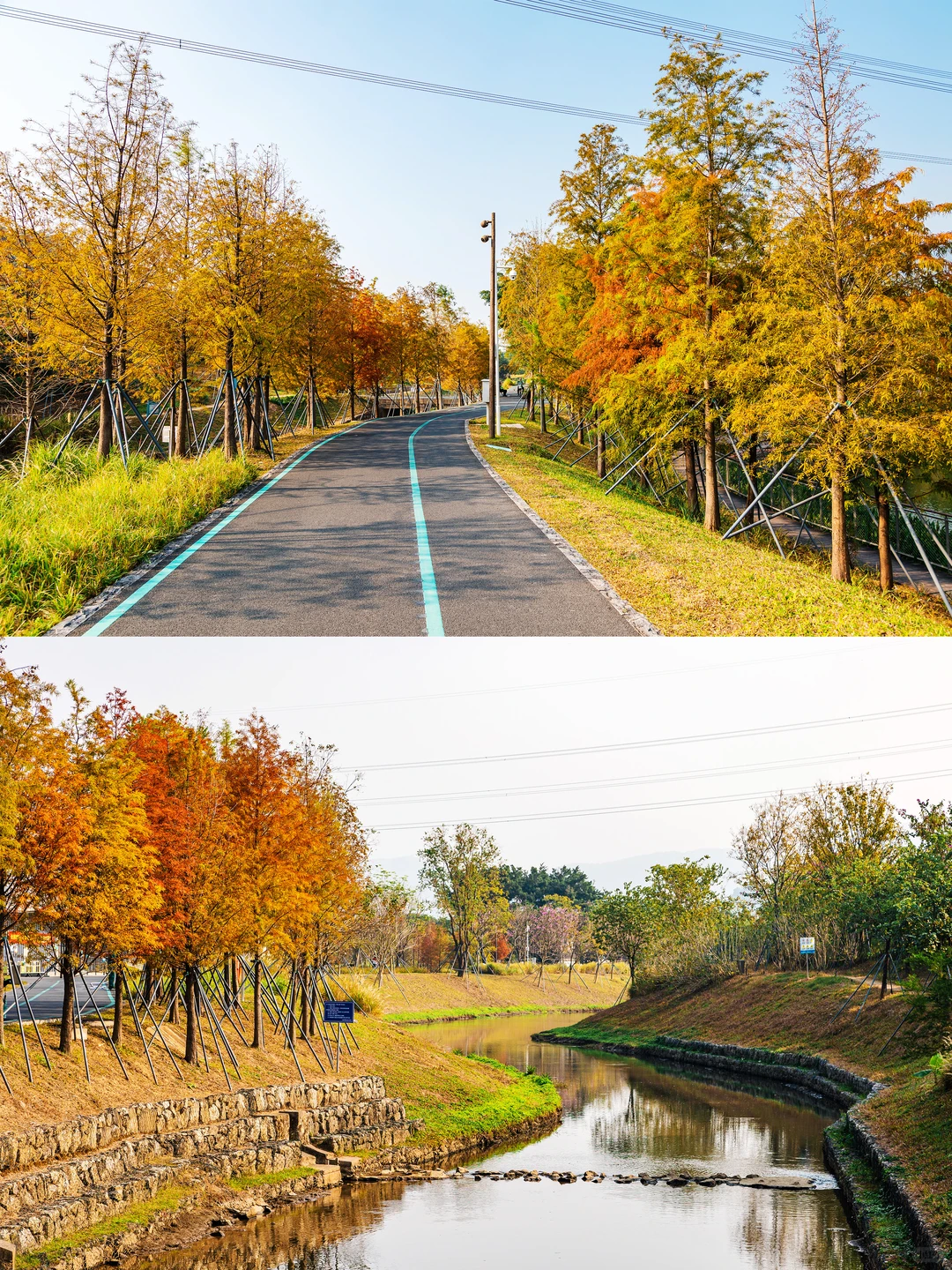 谁敢信❗️ 这是在深圳的秋日油画风秘境