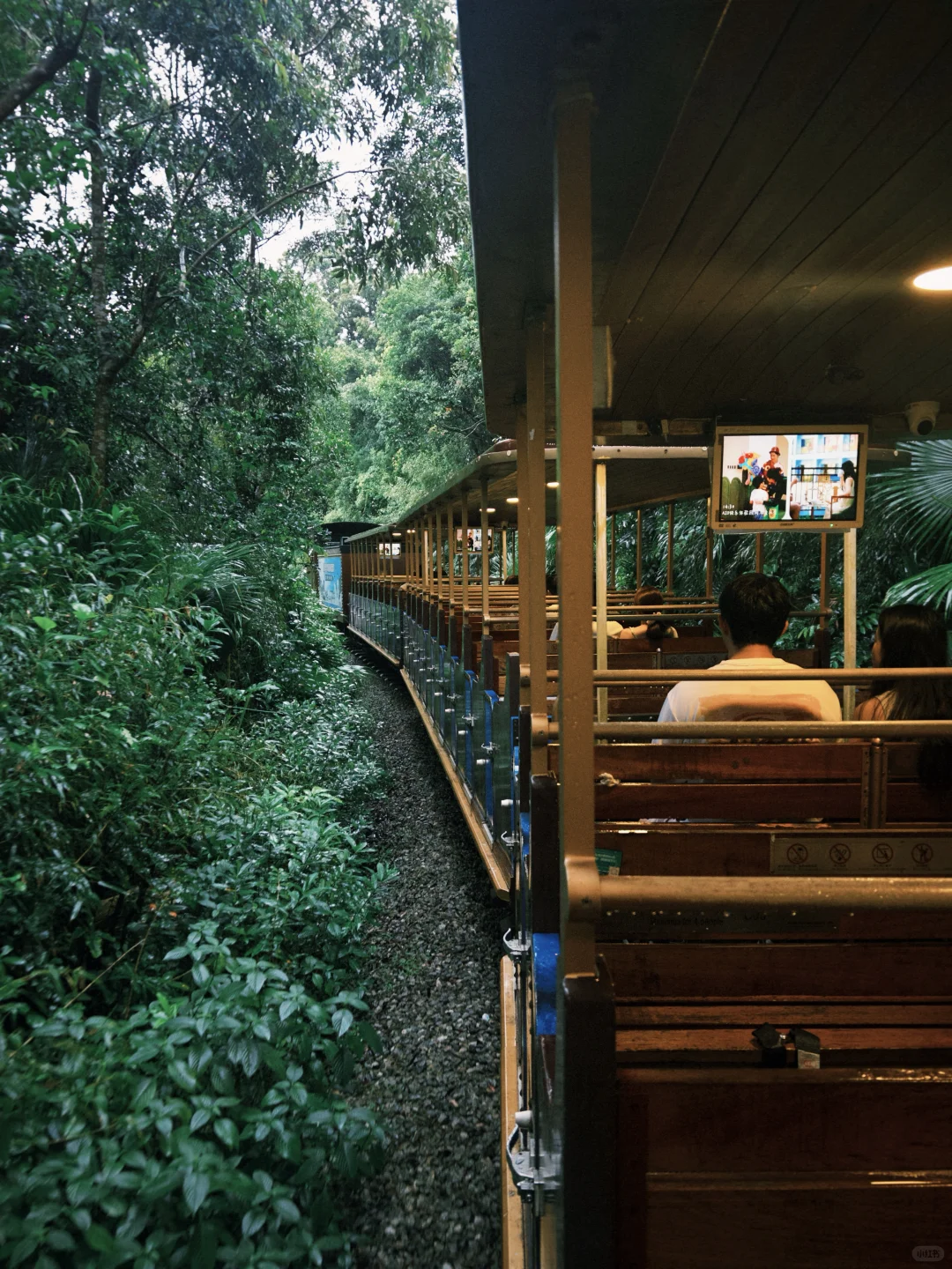 没想到！在深圳也能骑着小火车进雨林🌲
