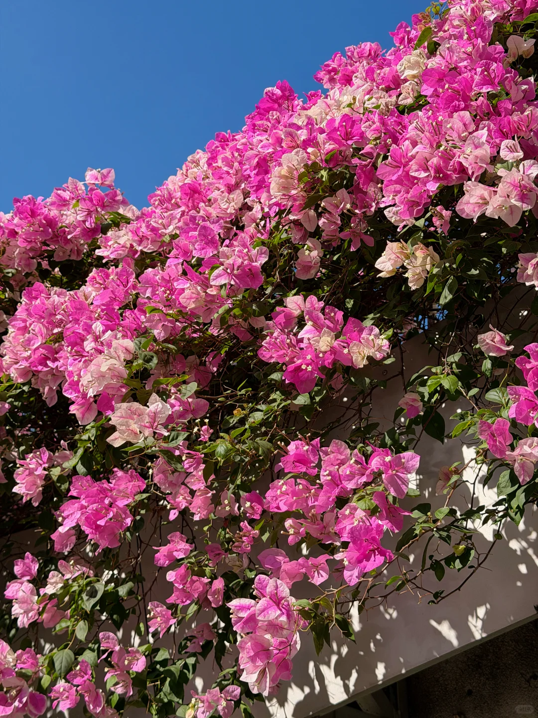 9张超美live图打开广州的冬天！