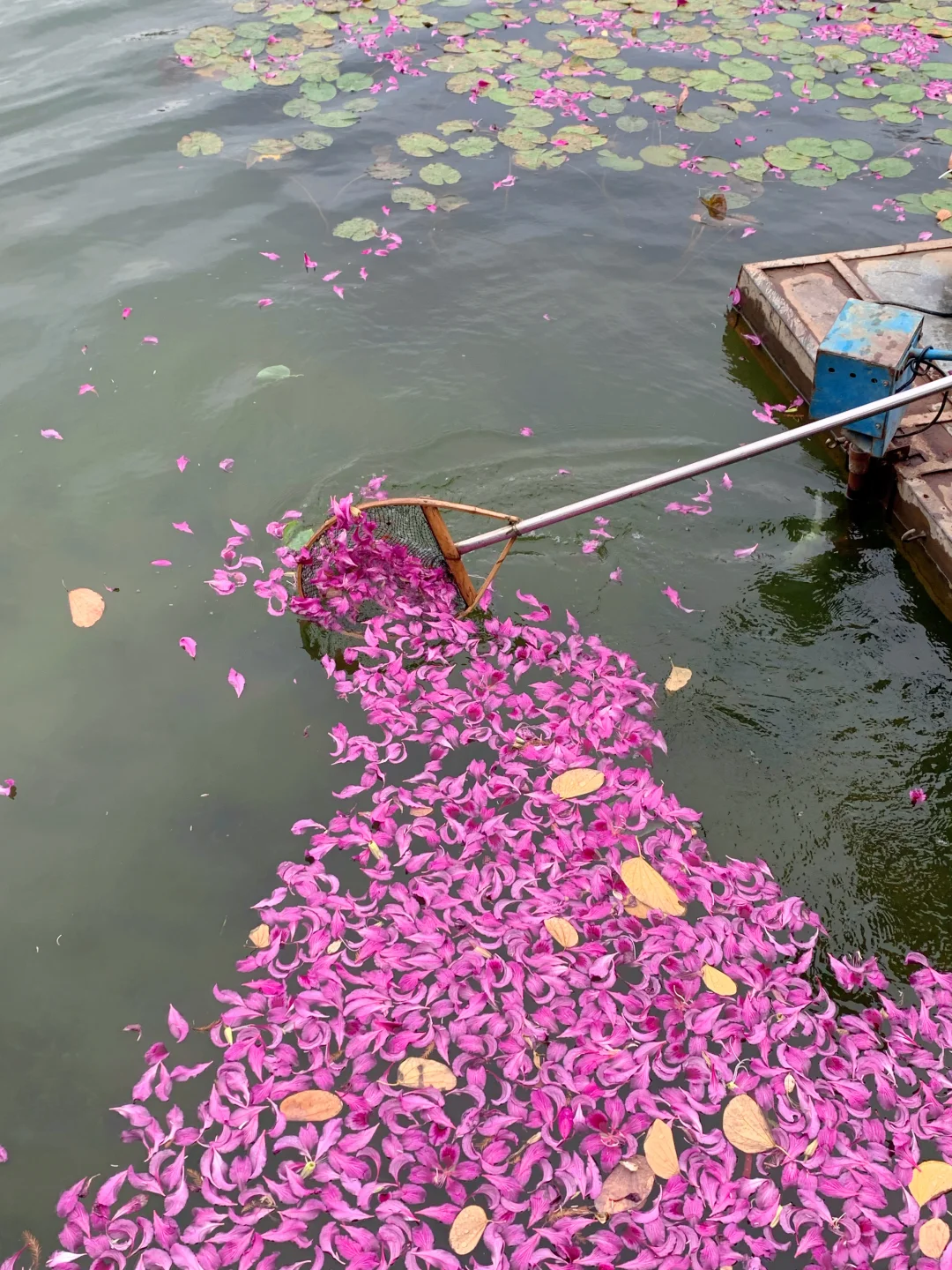 广州Live🌸落红不是无情物…此刻具象化了！！