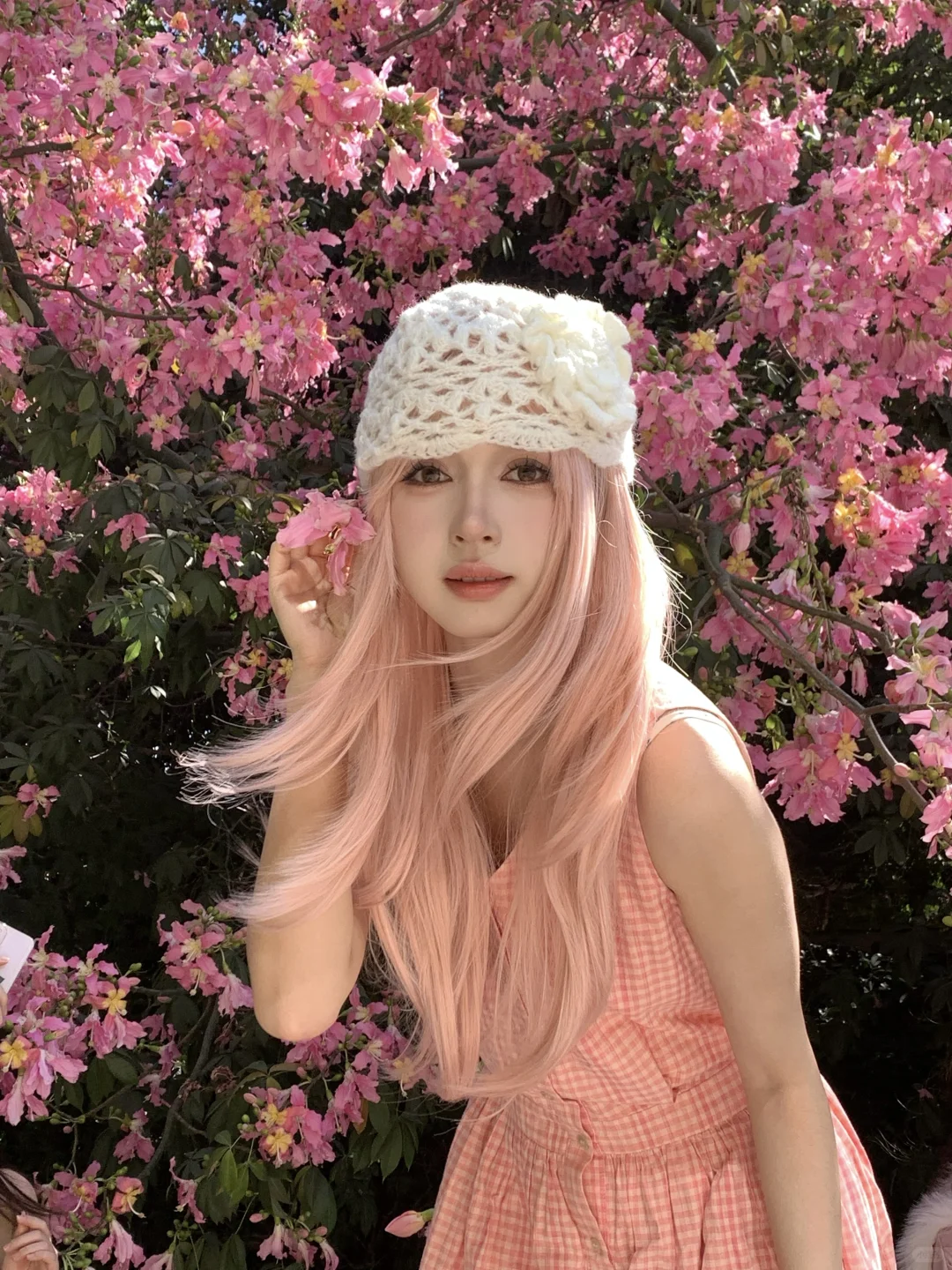 📷live｜广州异木棉🌸