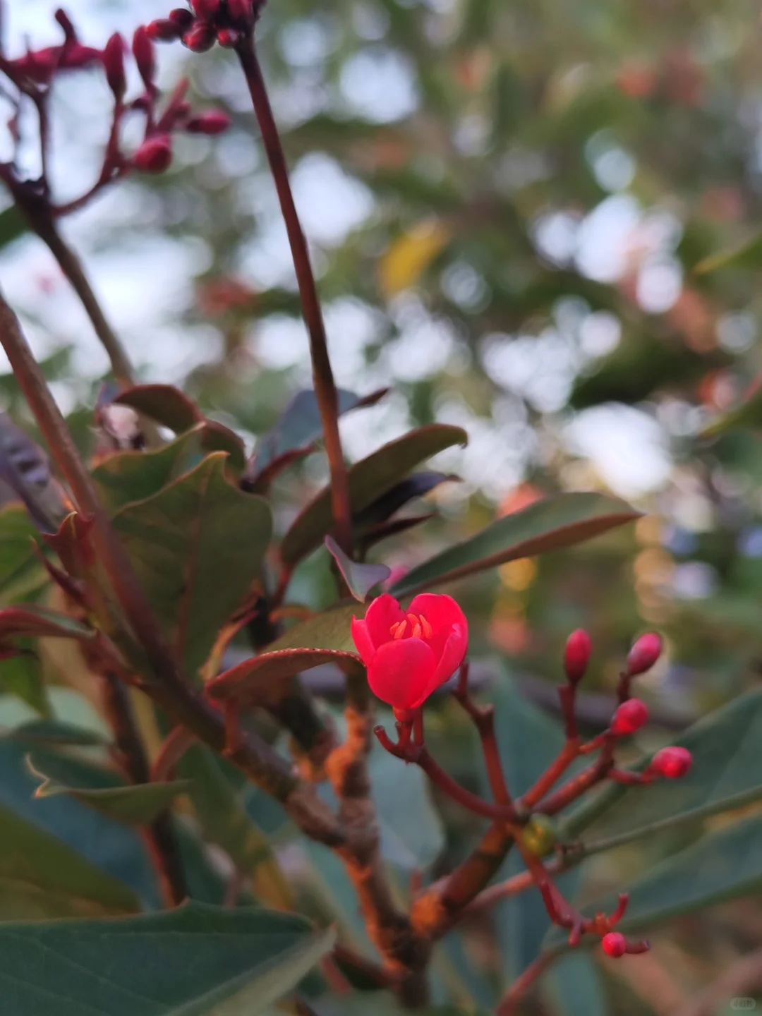 好喜欢广州这两个月的天气啊，真的太舒服啦