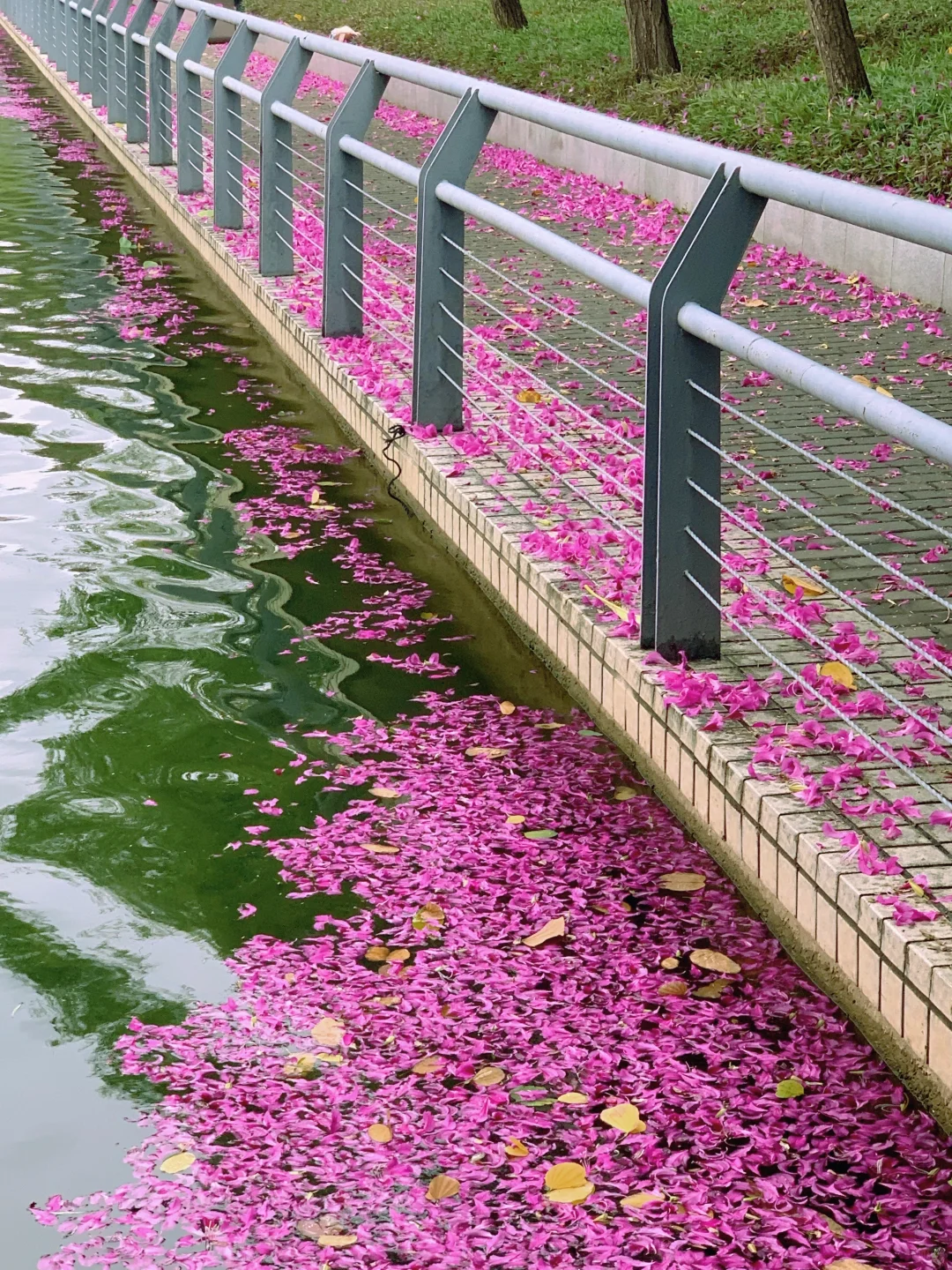 广州Live🌸落红不是无情物…此刻具象化了！！