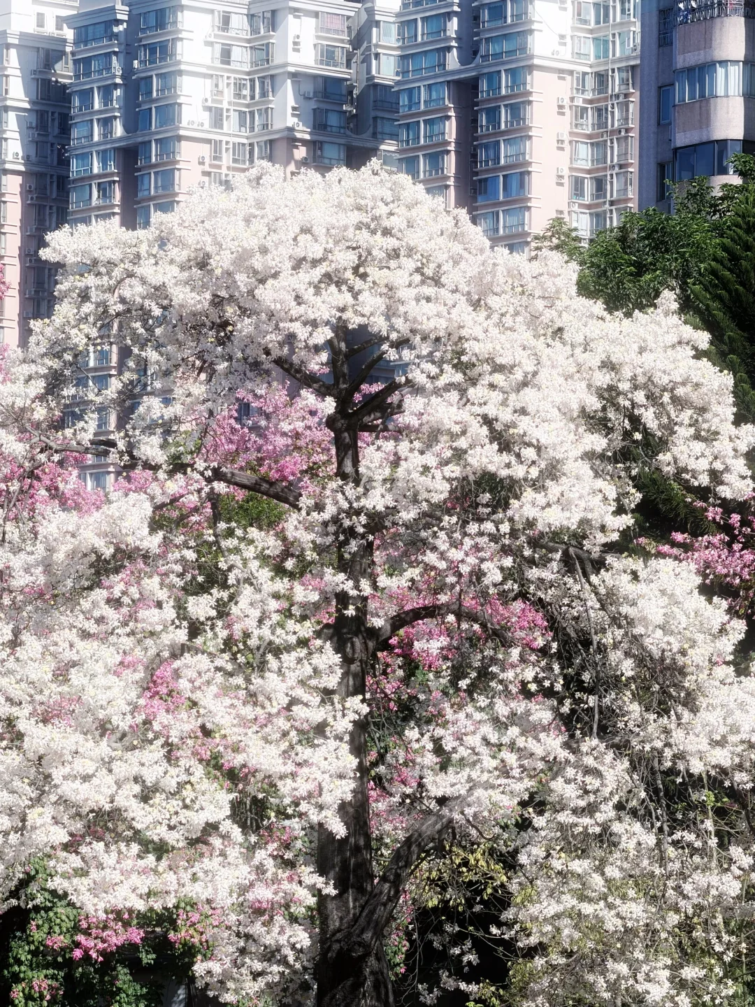 9张超美live图打开广州的冬天！