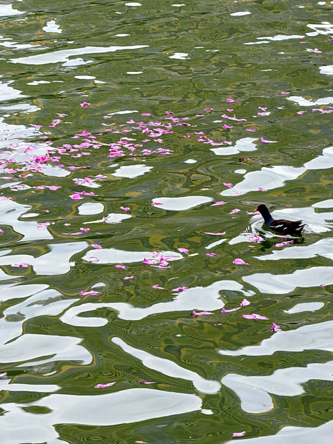 广州Live🌸落红不是无情物…此刻具象化了！！