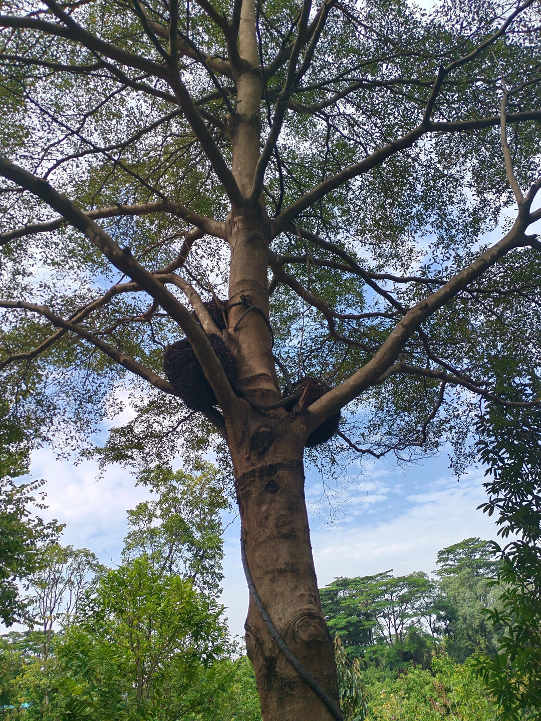 东莞植物园游玩攻略｜含网红爱心树打卡指南