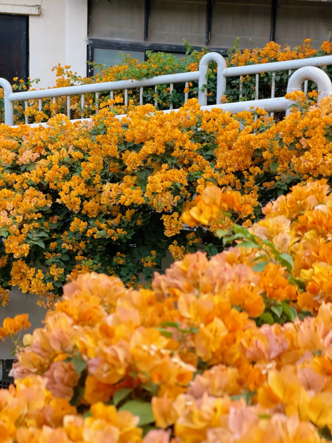 9张超美live图打开广州的冬天！