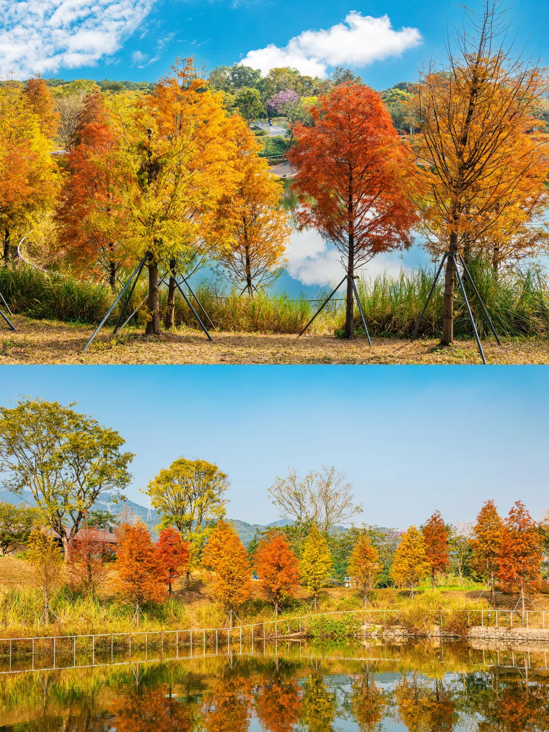 谁敢信❗️ 这是在深圳的秋日油画风秘境