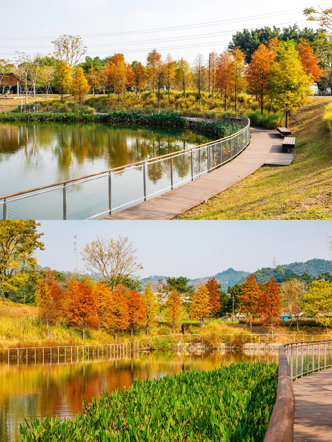 谁敢信❗️ 这是在深圳的秋日油画风秘境