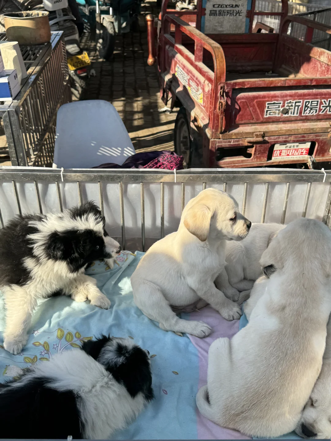 东莞南城猫狗市场🔥这里简直是宠物天堂🔥