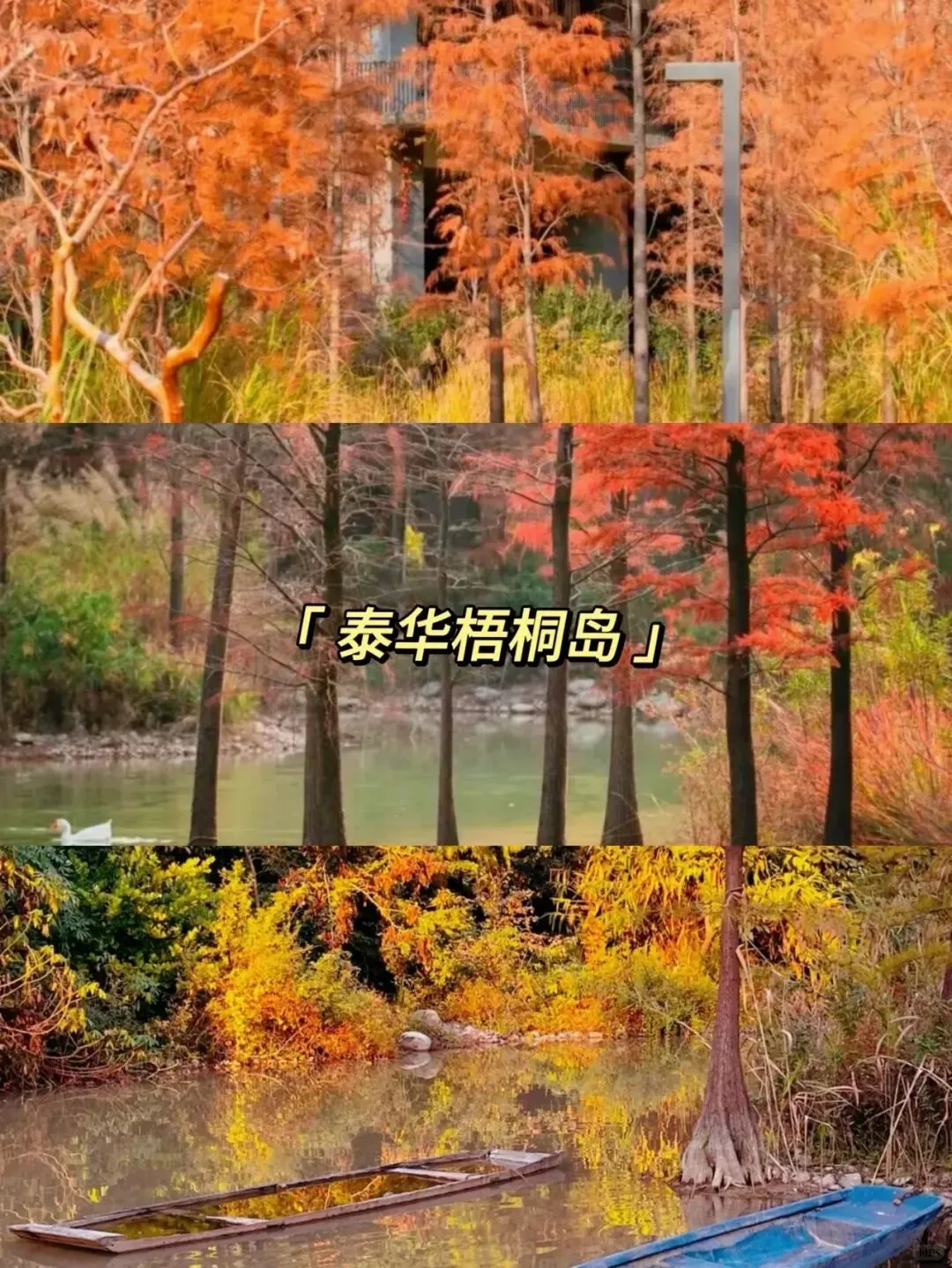 深圳看落羽杉，8处宝藏地，千万别跑错地方了