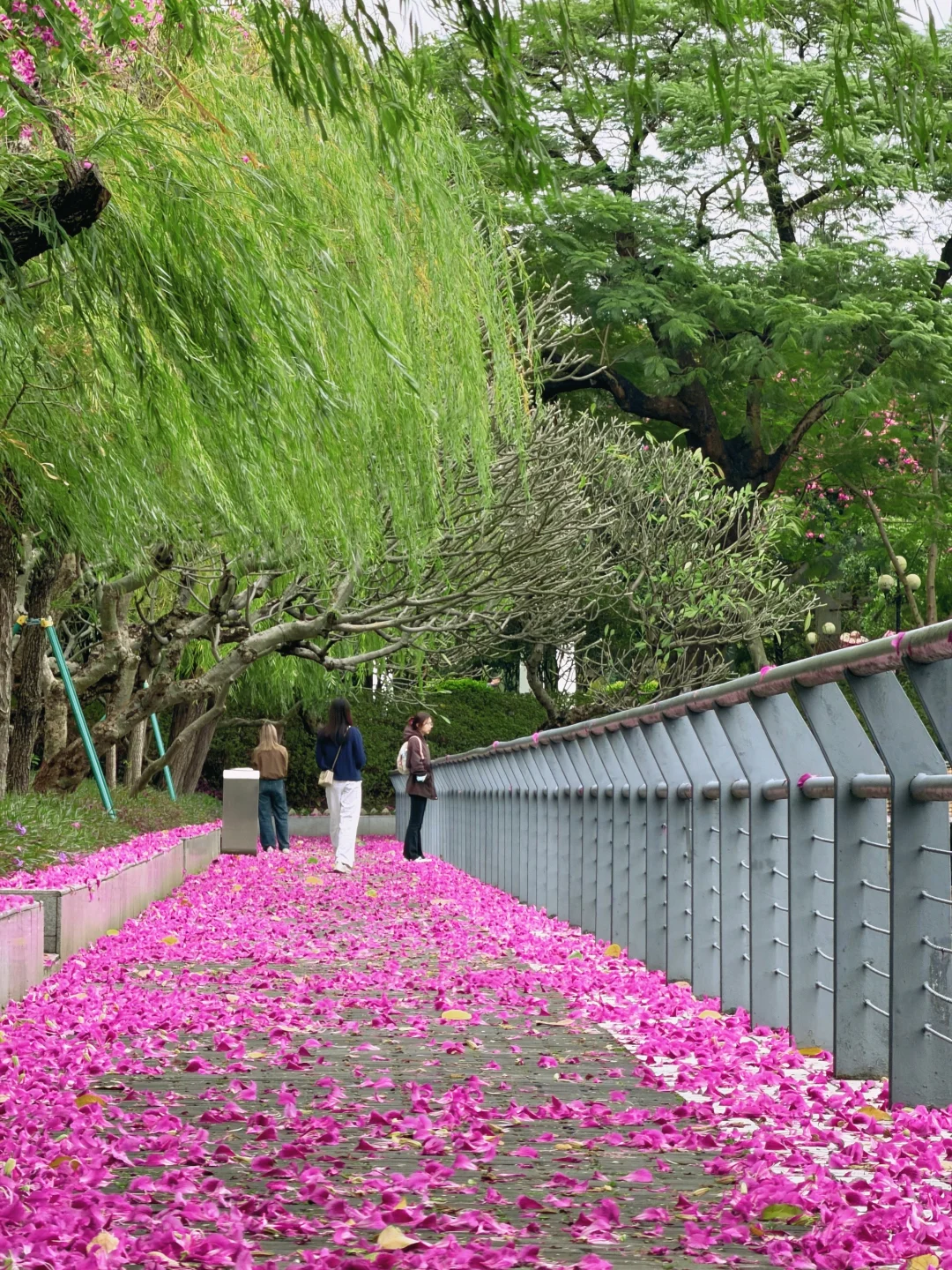 广州Live🌸落红不是无情物…此刻具象化了！！