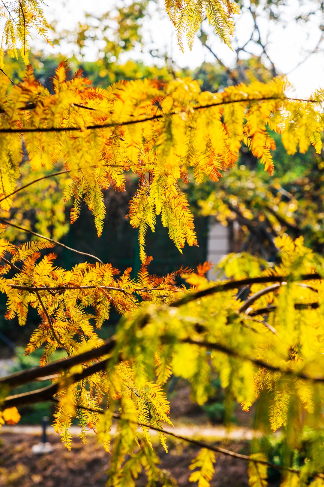 谁敢信❗️ 这是在深圳的秋日油画风秘境