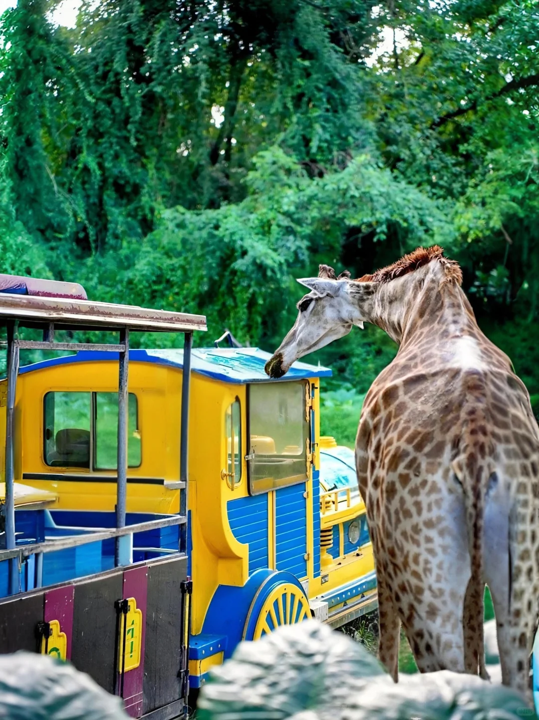 广州长隆‼️会惩罚每一个不做攻略的懒人