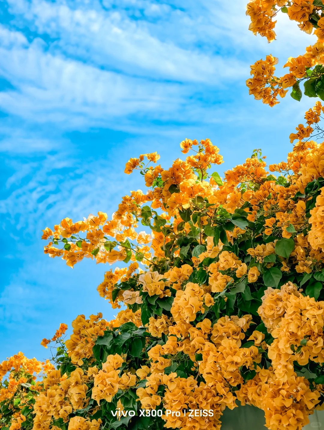 这不是春天，是12月的广州啊！附机位