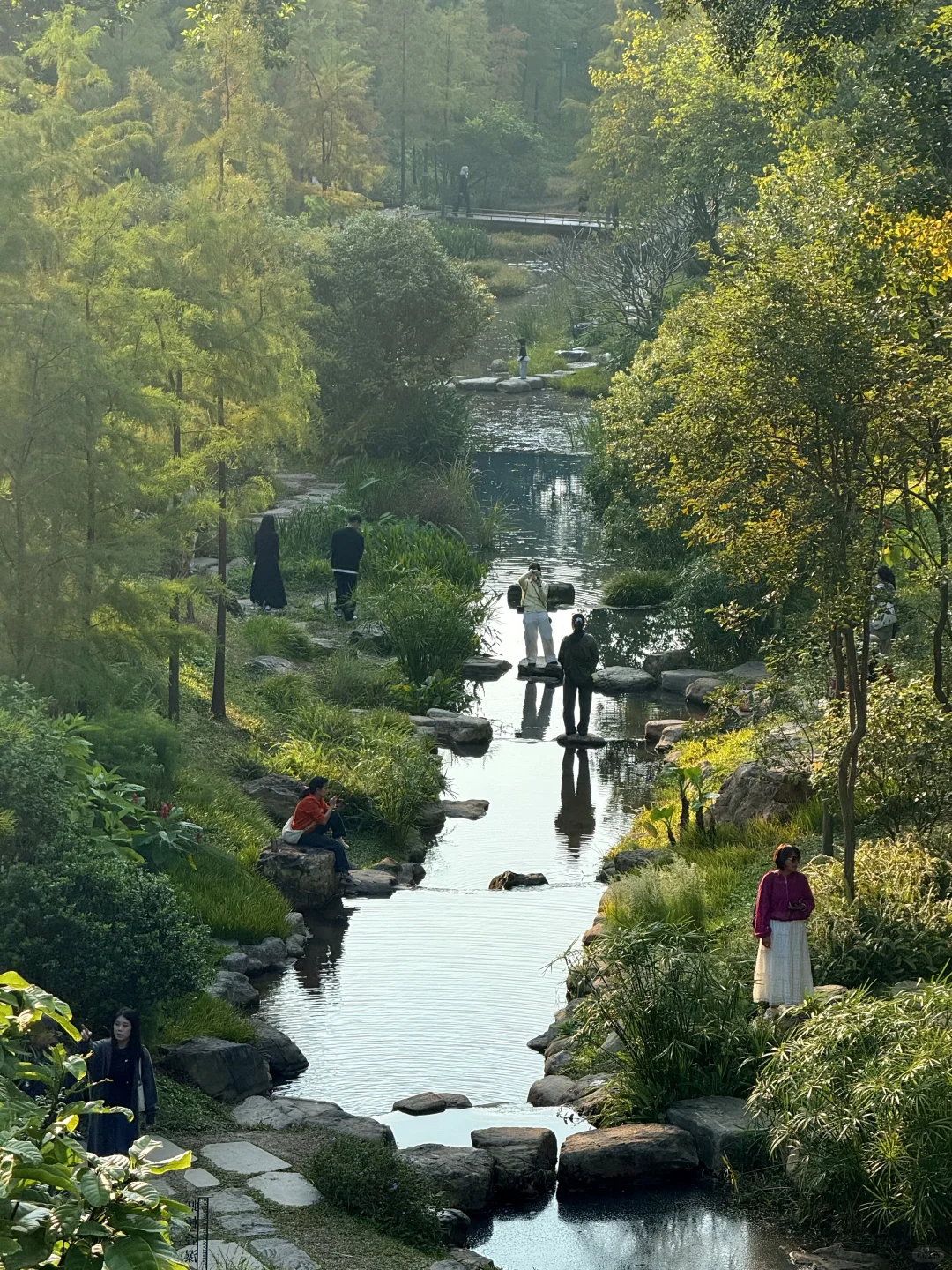 12.8live实况 广州落羽杉红啦🍁0元打卡攻略