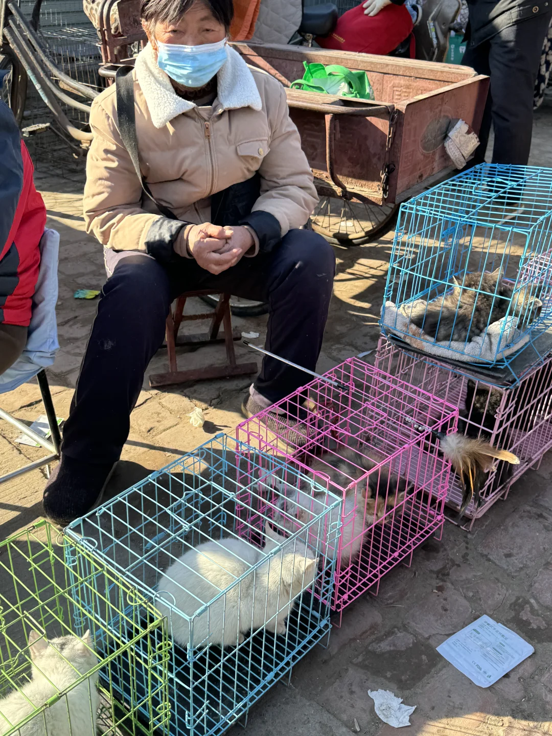 东莞南城猫狗市场🔥这里简直是宠物天堂🔥