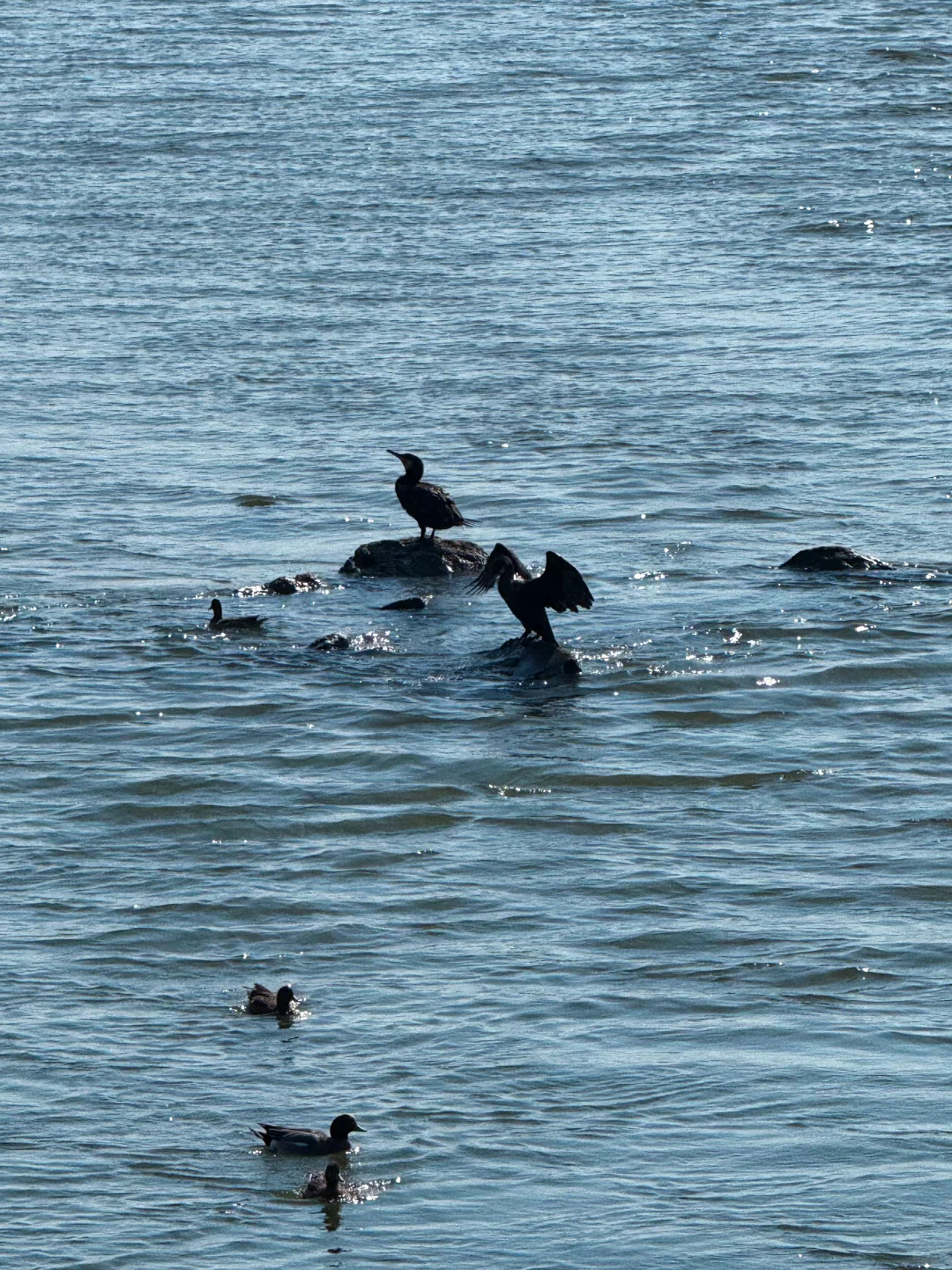 山海连城深圳湾