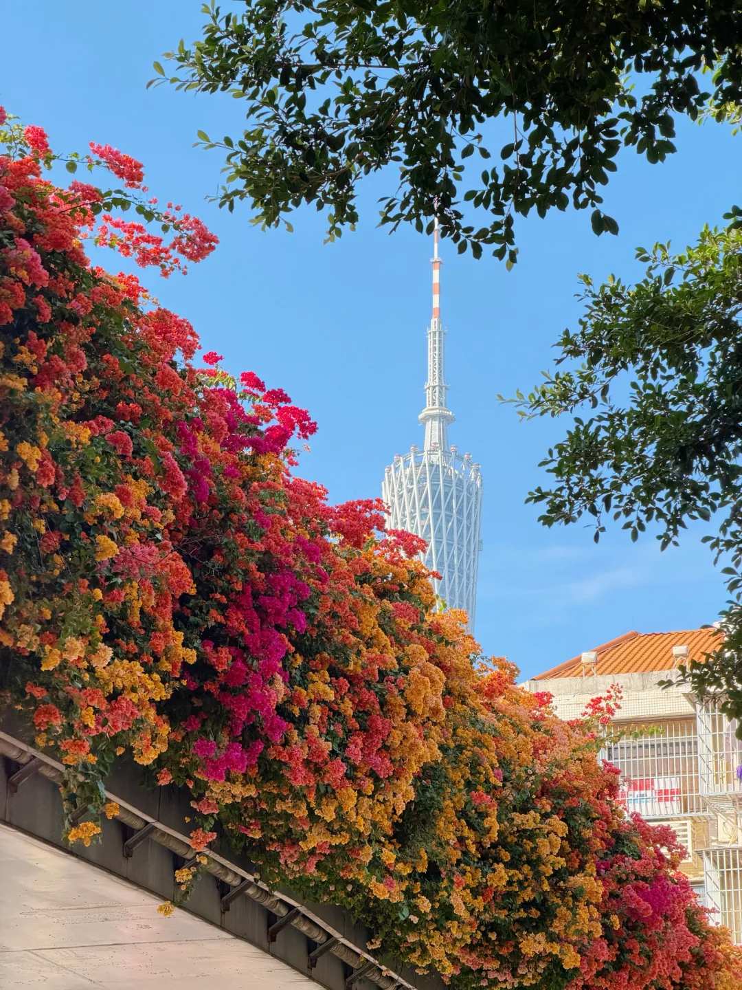 9张超美live图打开广州的冬天！