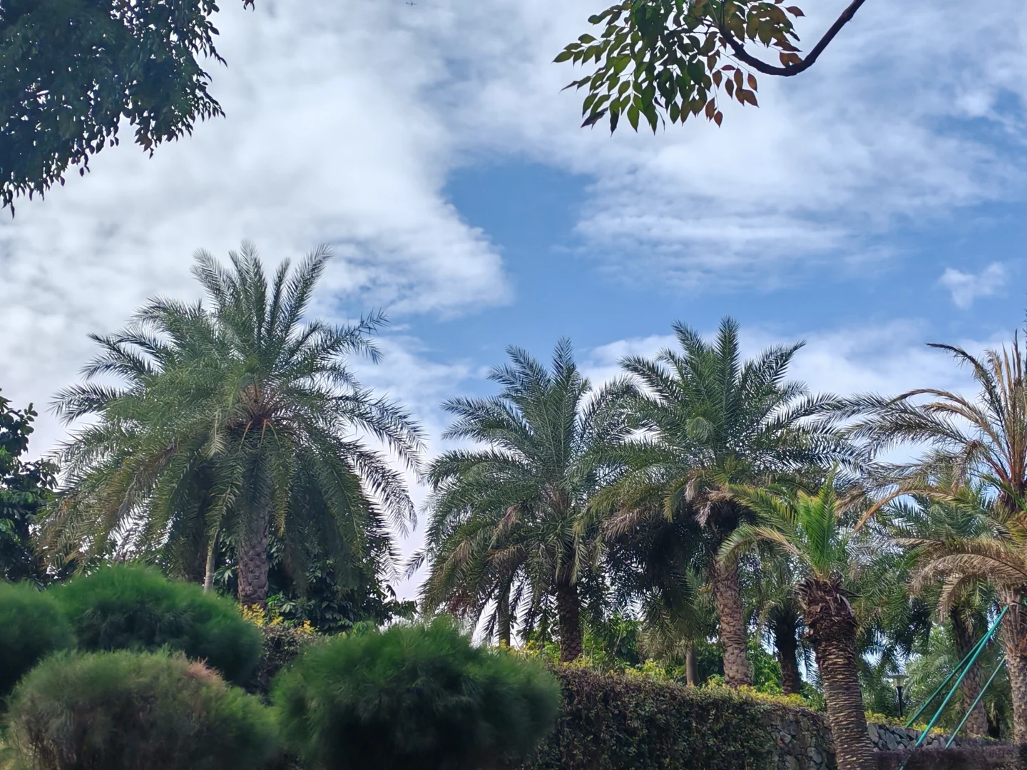 东莞植物园游玩攻略｜含网红爱心树打卡指南