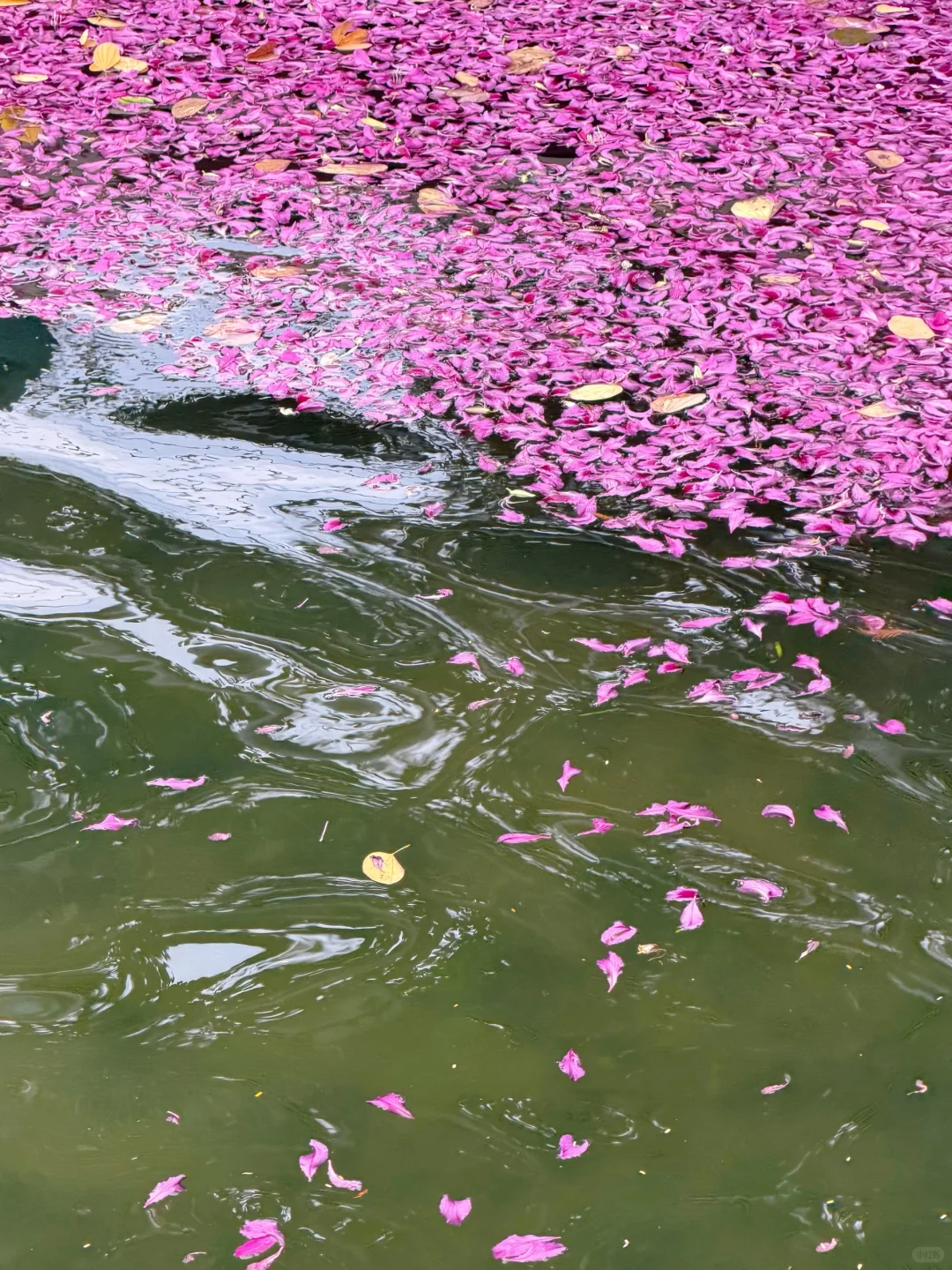 广州Live🌸落红不是无情物…此刻具象化了！！