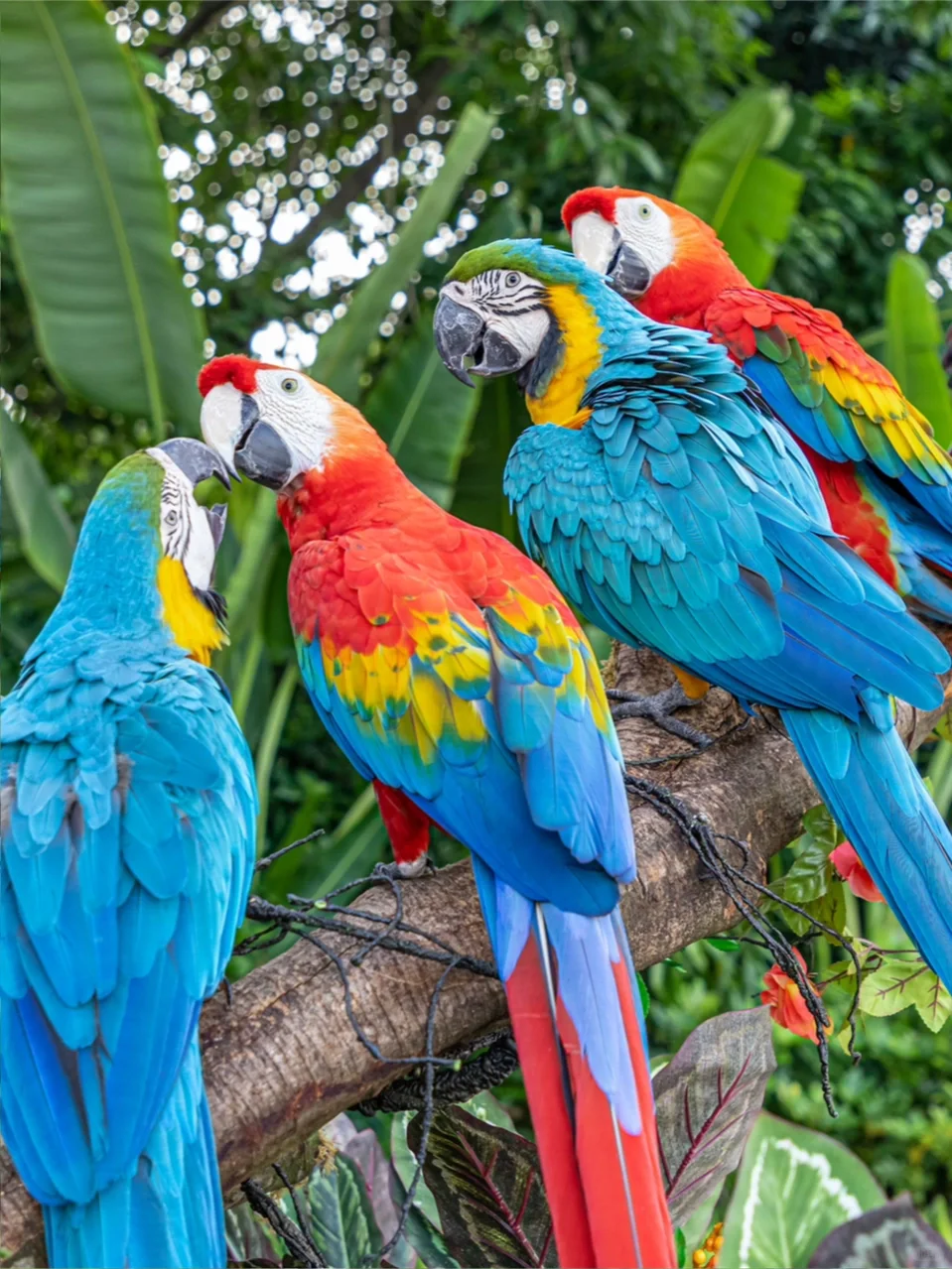 宝妈想带娃去广州长隆玩？看这篇就够了