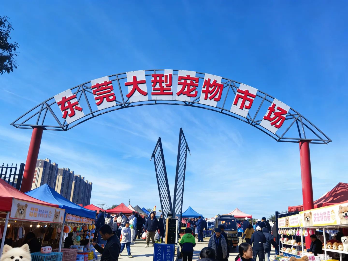 东莞南城猫狗市场🔥这里简直是宠物天堂🔥