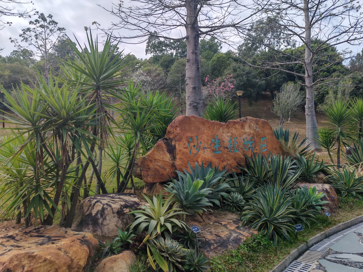 东莞植物园游玩攻略｜含网红爱心树打卡指南