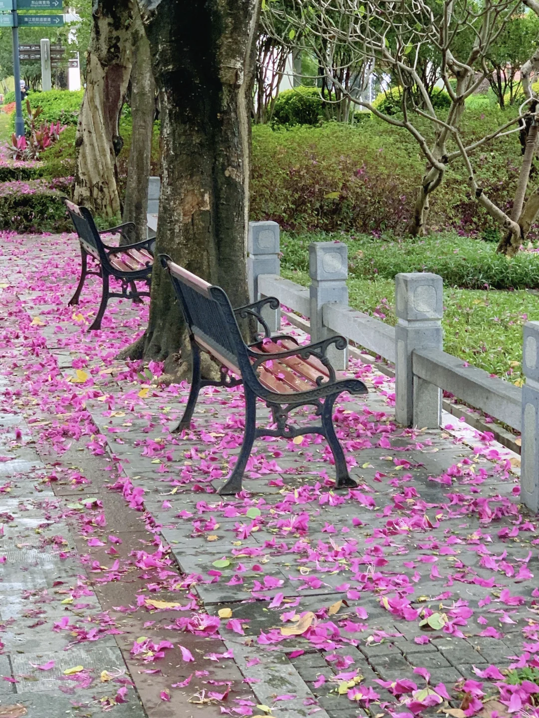 广州Live🌸落红不是无情物…此刻具象化了！！