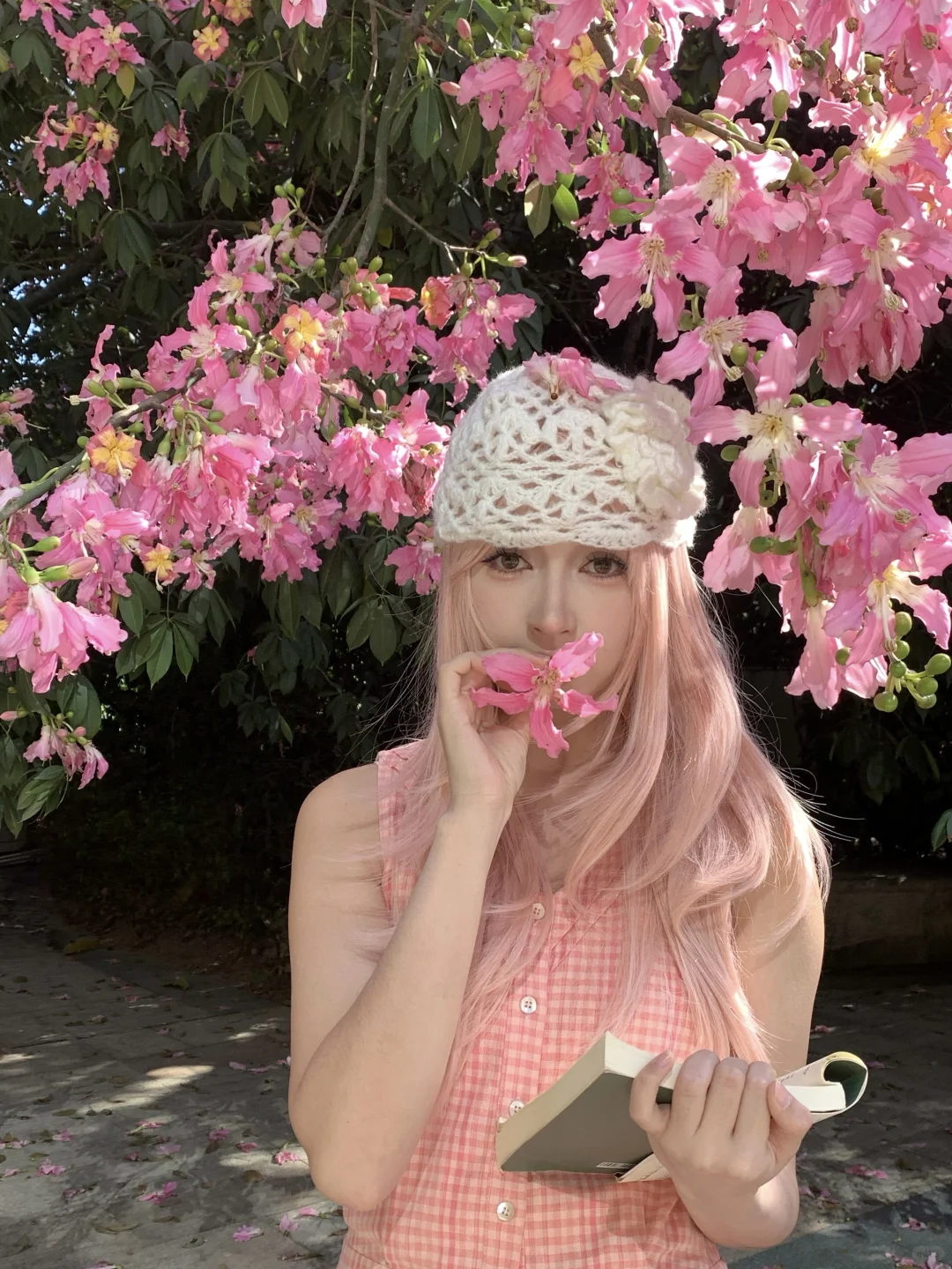 📷live｜广州异木棉🌸