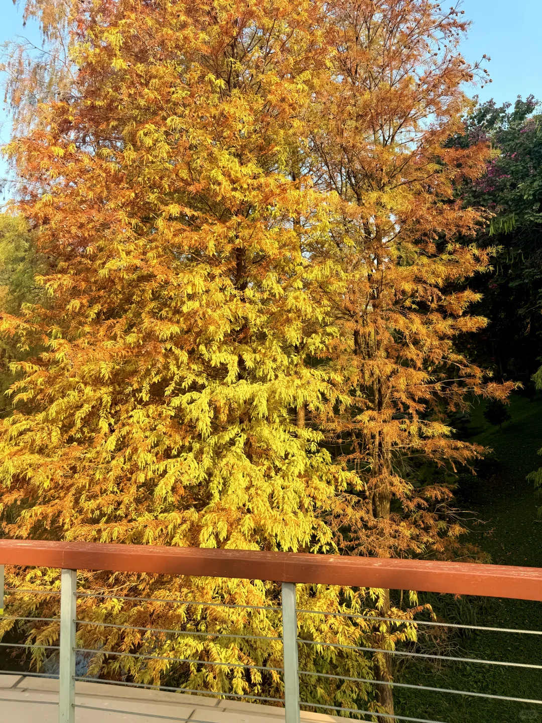 12.8live实况 广州落羽杉红啦🍁0元打卡攻略