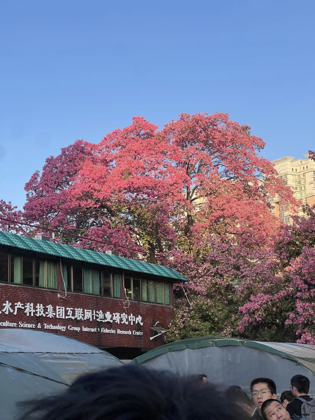 花开了的时候在广州