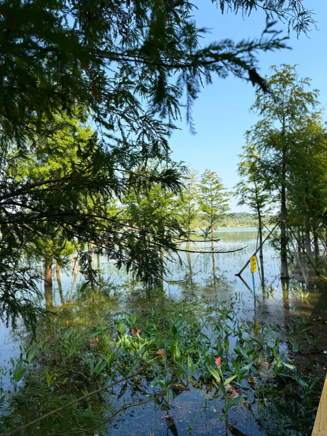 深圳的漂亮公园-1