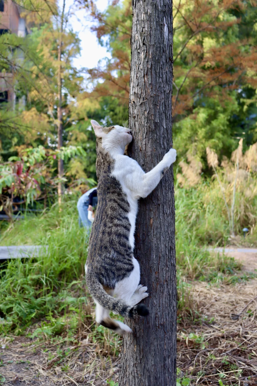 在深圳梧桐岛，拍了一群园宠