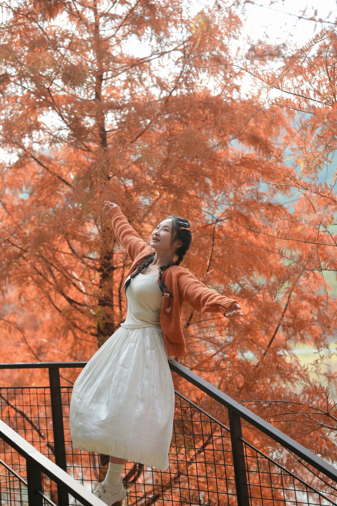 写意三河 落羽杉红了